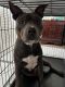 Staffordshire Bull Terrier Puppies for sale in Orlando, FL, USA. price: NA