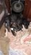 Staffordshire Bull Terrier Puppies for sale in Empangeni, South Africa. price: 1900 ZAR