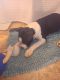 Staffordshire Bull Terrier Puppies for sale in Stone Mountain, GA, USA. price: NA