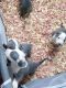 Staffordshire Bull Terrier Puppies for sale in Gainesville, FL, USA. price: $500