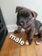 Staffordshire Bull Terrier Puppies for sale in Hummelstown, PA 17036, USA. price: $450