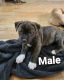 Staffordshire Bull Terrier Puppies for sale in Hummelstown, PA 17036, USA. price: $500
