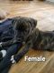 Staffordshire Bull Terrier Puppies for sale in Hummelstown, PA 17036, USA. price: $300