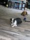Staffordshire Bull Terrier Puppies for sale in Casa Grande, AZ, USA. price: $5,000