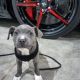 Staffordshire Bull Terrier Puppies for sale in New York, NY, USA. price: $500