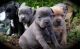 Staffordshire Bull Terrier Puppies for sale in Fort Wayne, IN 46805, USA. price: $300