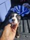 Staffordshire Bull Terrier Puppies for sale in Modesto, CA 95356, USA. price: $300