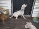 Staffordshire Bull Terrier Puppies for sale in Camdenton, Missouri. price: $40