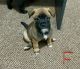 Staffordshire Bull Terrier Puppies for sale in Gold Coast, Queensland. price: $900
