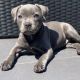 Staffordshire Bull Terrier Puppies for sale in Los Angeles, California. price: $850