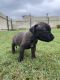 Staffordshire Bull Terrier Puppies for sale in Cessnock, New South Wales. price: $250