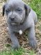 Staffordshire Bull Terrier Puppies for sale in Dallas, Texas. price: $300