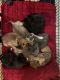 Staffordshire Bull Terrier Puppies for sale in Medford, New York. price: $250