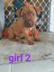 Staffordshire Bull Terrier Puppies for sale in Penrith, New South Wales. price: $500