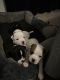 Staffordshire Bull Terrier Puppies for sale in Thompsons Station, Tennessee. price: NA