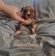 Staffordshire Bull Terrier Puppies for sale in Jacksonville, Florida. price: NA