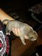 Staffordshire Bull Terrier Puppies for sale in Glendale, AZ, USA. price: $500