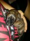 Staffordshire Bull Terrier Puppies for sale in Little Rock, AR, USA. price: NA