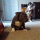 Staffordshire Bull Terrier Puppies for sale in Athens, GA, USA. price: NA