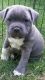 Staffordshire Bull Terrier Puppies for sale in Jurong East, Singapore. price: NA