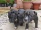 Staffordshire Bull Terrier Puppies for sale in Bairoil, WY 82322, USA. price: NA