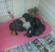 Staffordshire Bull Terrier Puppies for sale in Baltimore, MD, USA. price: $400