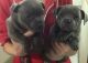 Staffordshire Bull Terrier Puppies for sale in Boise, ID, USA. price: NA