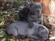 Staffordshire Bull Terrier Puppies for sale in Louisville, KY, USA. price: $400