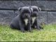 Staffordshire Bull Terrier Puppies for sale in Tampa, FL, USA. price: NA