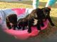 Staffordshire Bull Terrier Puppies for sale in Pittsburgh, PA, USA. price: $400