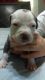 Staffordshire Bull Terrier Puppies for sale in Cape Coral, FL, USA. price: NA
