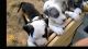 Staffordshire Bull Terrier Puppies for sale in Wilmington, VT, USA. price: NA