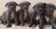 Staffordshire Bull Terrier Puppies for sale in Louisville, KY, USA. price: NA
