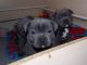Staffordshire Bull Terrier Puppies for sale in Louisville, KY, USA. price: $500