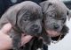 Staffordshire Bull Terrier Puppies for sale in Grant, LA 70654, USA. price: NA