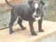 Staffordshire Bull Terrier Puppies for sale in Chicago, IL, USA. price: $350