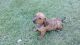 Staffordshire Bull Terrier Puppies for sale in Columbus, OH, USA. price: $300