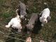 Staffordshire Bull Terrier Puppies for sale in Springfield, OH, USA. price: $200