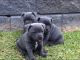 Staffordshire Bull Terrier Puppies for sale in Gilbert, AZ, USA. price: NA