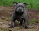 Staffordshire Bull Terrier Puppies for sale in Evansville, WY, USA. price: NA