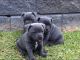 Staffordshire Bull Terrier Puppies for sale in Miami, FL, USA. price: NA