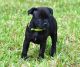 Staffordshire Bull Terrier Puppies for sale in New York, NY, USA. price: $400