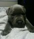 Staffordshire Bull Terrier Puppies for sale in Birmingham, AL, USA. price: NA