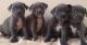 Staffordshire Bull Terrier Puppies for sale in Dallas, TX, USA. price: NA