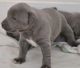 Staffordshire Bull Terrier Puppies for sale in Clearwater, FL, USA. price: NA