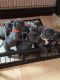 Staffordshire Bull Terrier Puppies for sale in Santa Clara, CA, USA. price: NA