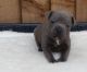 Staffordshire Bull Terrier Puppies for sale in St. Petersburg, FL, USA. price: NA