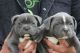 Staffordshire Bull Terrier Puppies for sale in San Diego, CA, USA. price: NA