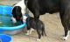 Staffordshire Bull Terrier Puppies for sale in Cedar Rapids, IA, USA. price: NA