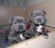 Staffordshire Bull Terrier Puppies for sale in New York, NY, USA. price: $300